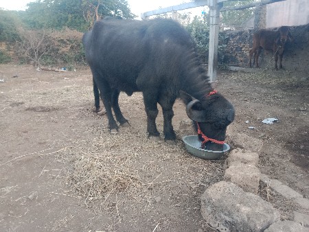 વેચવાની છે