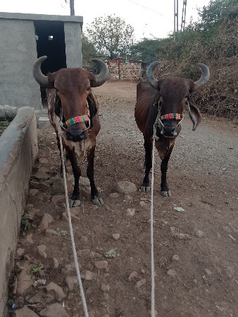 थंबनेल 3