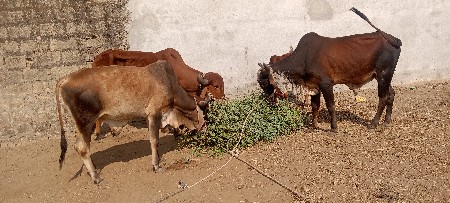 Junagarh Gaon Bhaisa