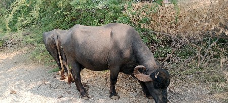 9723197610  ફોન કરો