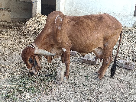 થંબનેલ 3