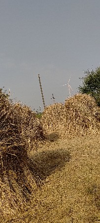 જુવાર નો ચારો