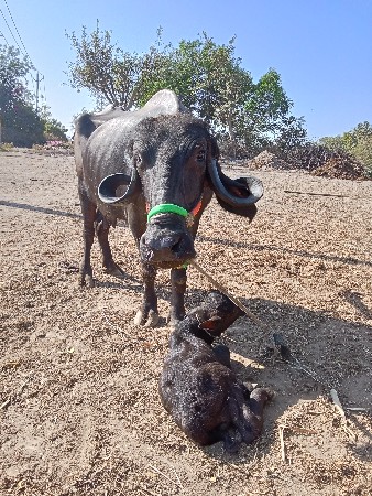 આ ભેંસ વેચવાની છે સાટા ભેંસ અથવા