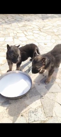 જર્મન બચા