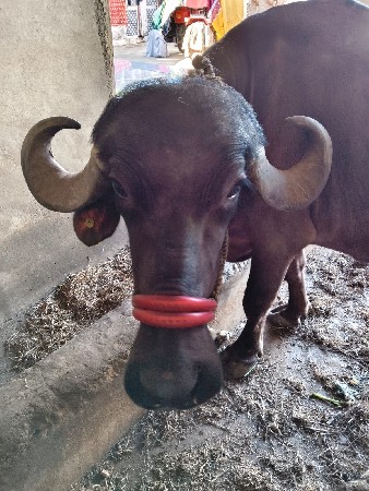 थंबनेल 3