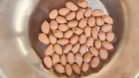 ગિરનાર 4 ઓરીજનલ બિયારણ