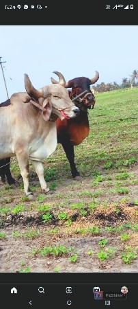 ful javab dari thi deva na see