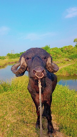 થંબનેલ 2