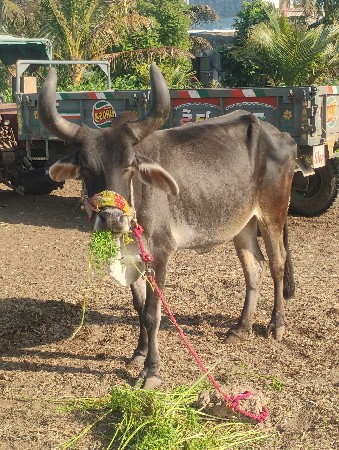 थंबनेल 2