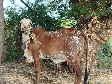 थंबनेल 3