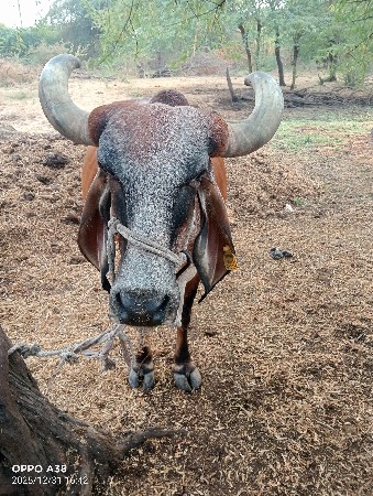 આ ગાય વેસવાનિ છે