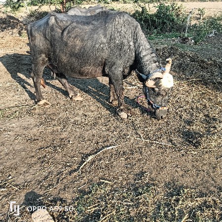 ભેંસ વેચવાની દુઘ 4