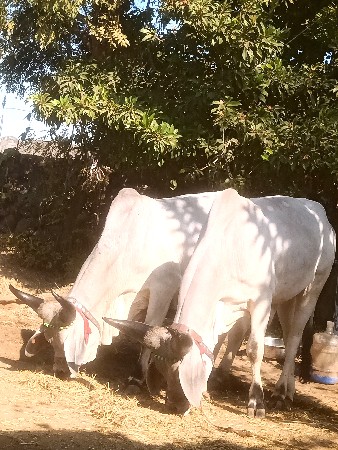 કાંકરેજ વઢિયારા વેચાવછે પીયોર