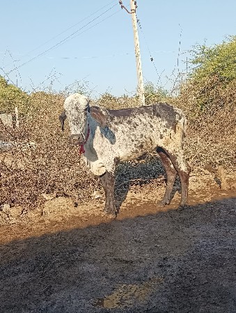 2વષે ની વાછડી વેચવાની છે