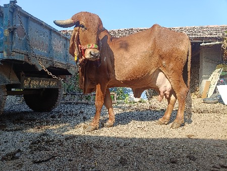 ગીર ગાય વેચવાની છે.