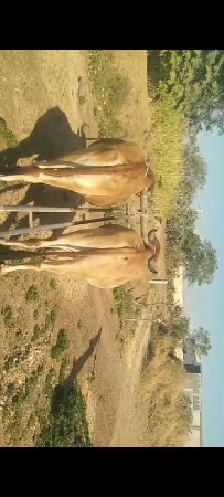 ગોઠલા વેચવાના છે