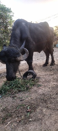 ભેંસ વેચવા ની છે