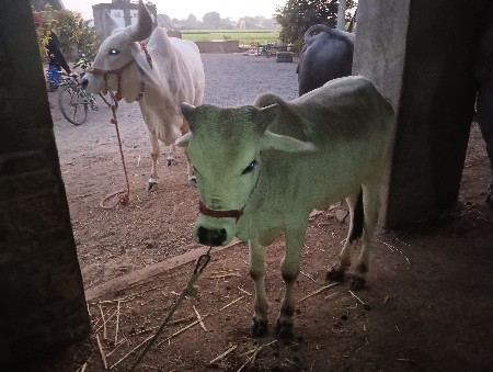 વાછડો દેવા નો છે