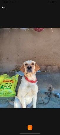 લેબરા ડોગ છે