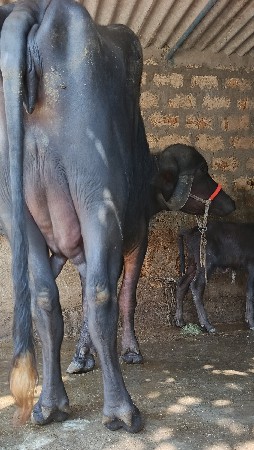 थंबनेल 5