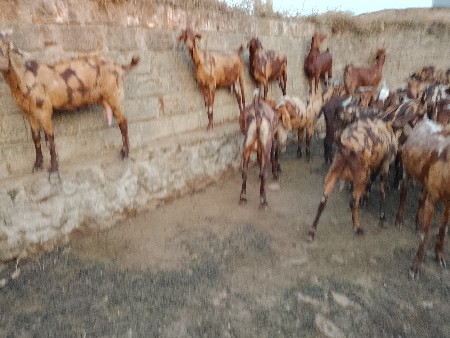 વેચવાના સે