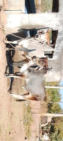 ગોધલા વેચવાના છે