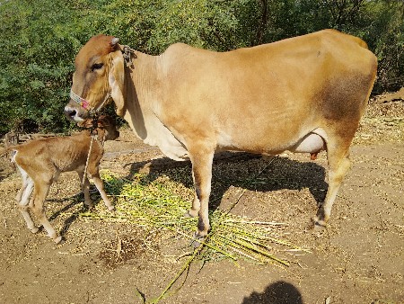 थंबनेल 5