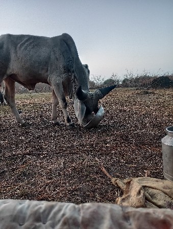 વાસણો વેસવાનોસે