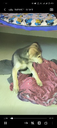 કૂતરો છે