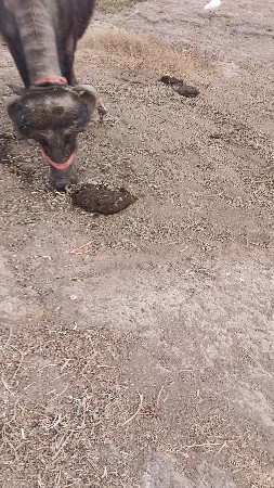 ખળેલી વેચવાની છે