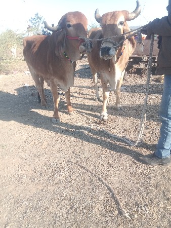 थंबनेल 2