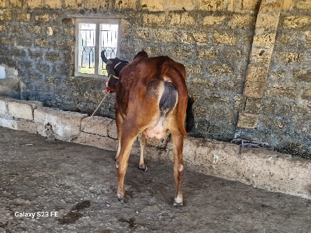 પેલુ વેતર ૪ થી ૫ દિવસ કાચી