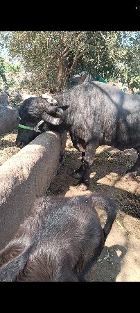 ત્રીજુ વેતર...