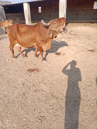 ગાય વેચવાની છે દસ દિવસની કાચી