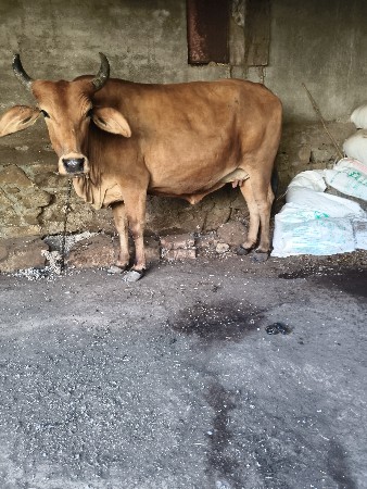 બે જરશી ગાયું વેચવાની છે