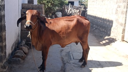 थंबनेल 2