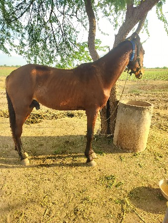 थंबनेल 3