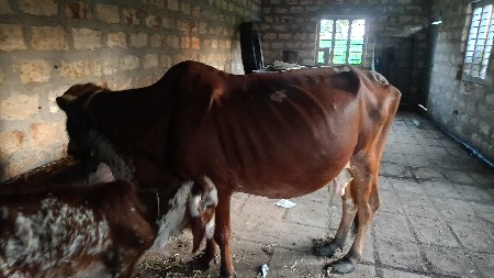 ગાય વેચવાની છે