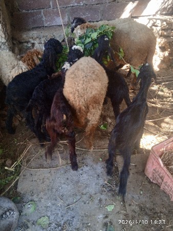 थंबनेल 2