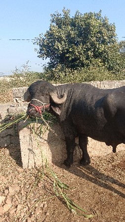 थंबनेल 3