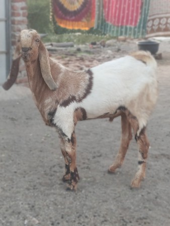 थंबनेल 2