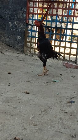 અસલી મુરધૉ દેવાનું છે