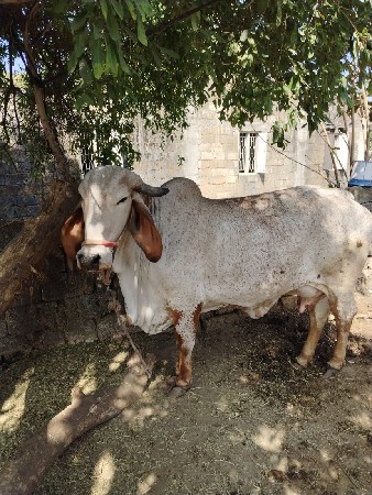 ગાય વેસવા ની સે