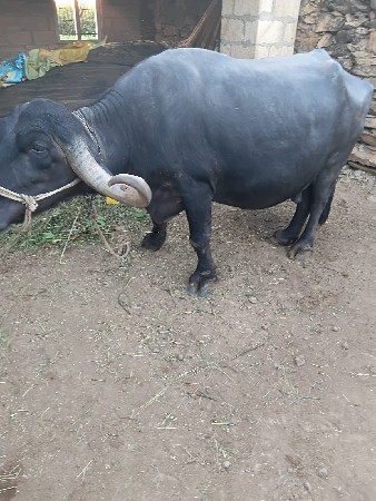 थंबनेल 3