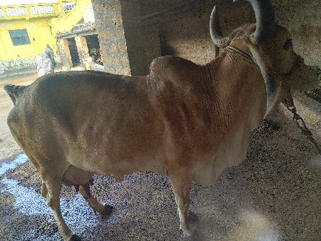 ગાય વેસવાનીસે સાવ સોજી ત્રીજુ વેતર