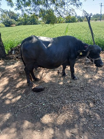 ભેશ વેચવાની છે