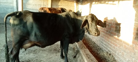 थंबनेल 3