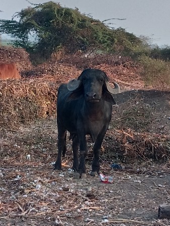 ખડેલી વેચવાની છે પેલું વેતર