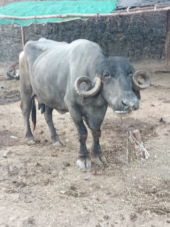 थंबनेल 3