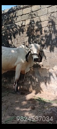 थंबनेल 2